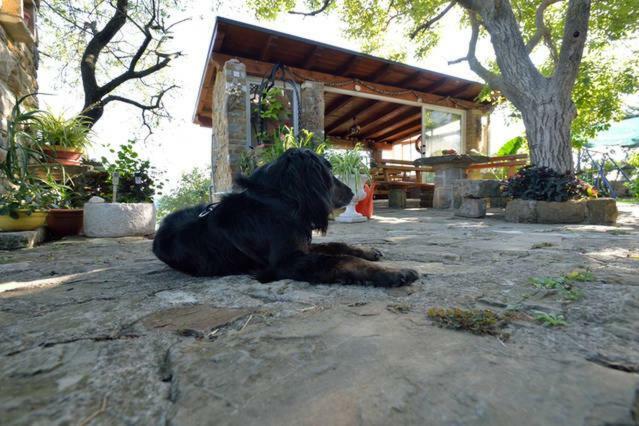 Cozy Istrian House Guest House Izola Bagian luar foto